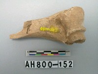 藏品(獸骨殘骸)的圖片